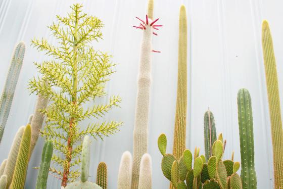 Jakie są najbardziej niezwykłe cechy kaktusów