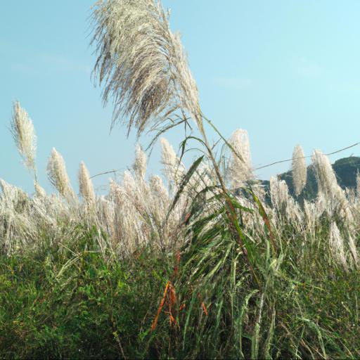 Jakie są wymagania dotyczące uprawy trawy pampasowej