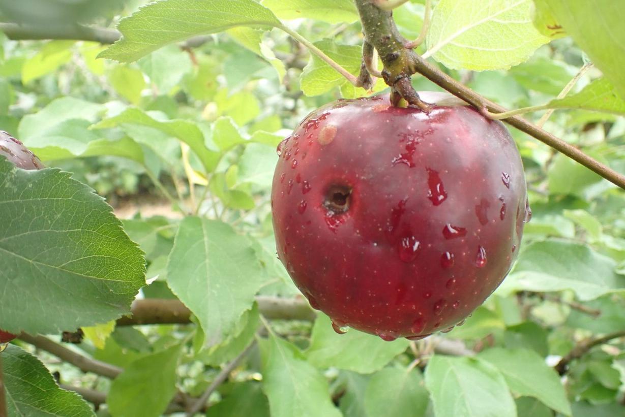 Jakie są objawy obecności szkodników jabłoni