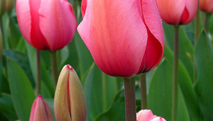 Co to są tulipany i skąd pochodzą