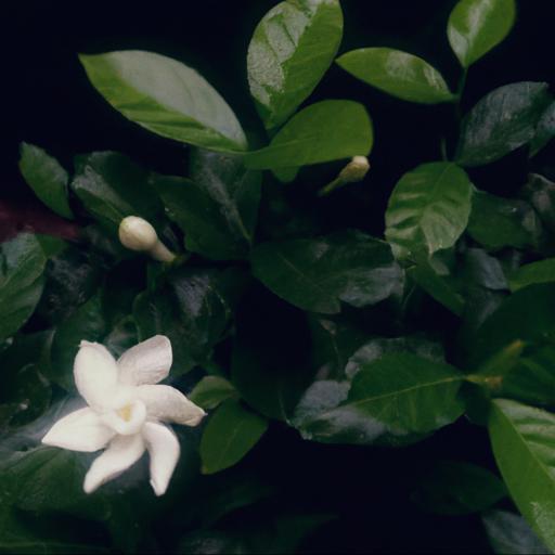 Co to jest gardenia jaśminowata