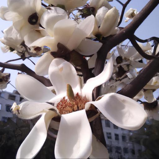 Co to jest magnolia susan