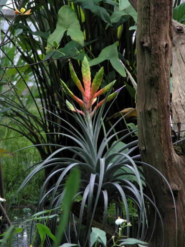 Co to jest oplątwa (tillandsia) Co to jest oplątwa (tillandsia)