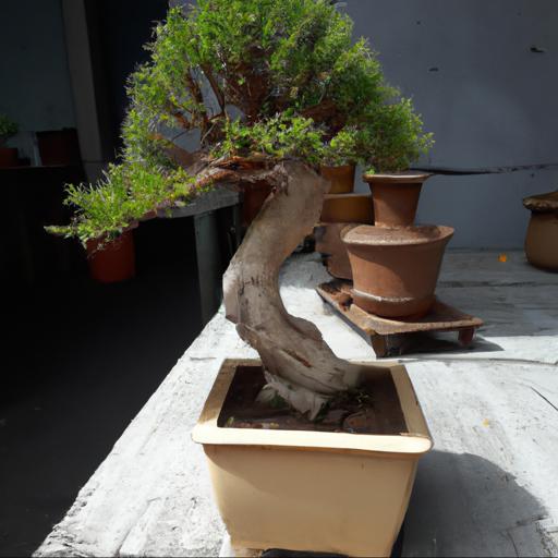 Co to jest drzewko bonsai