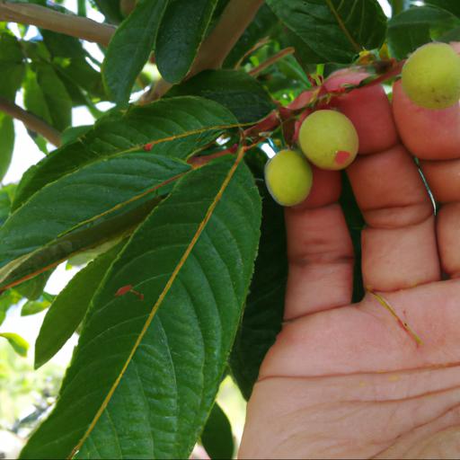 Czym jest szczepienie drzew owocowych