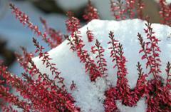 Jakie rośliny ozdobne można sadzić zimą