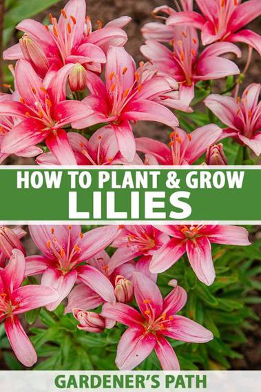 Jak i kiedy sadzić lilię ogrodową