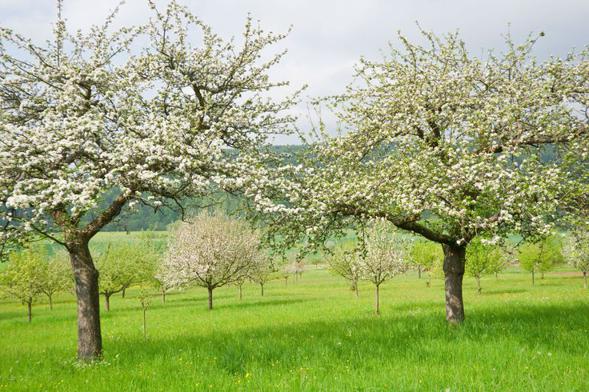 Dlaczego opryski drzew owocowych są ważne w marcu Dlaczego opryski drzew owocowych są ważne w marcu