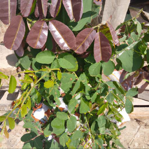 Jak uprawiać akebię pięciolistkową i akebię quinatę