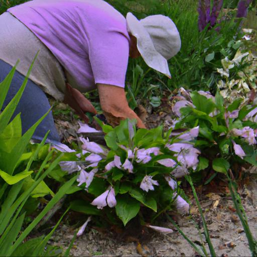 Jak pielęgnować byliny w ogrodzie wiejskim