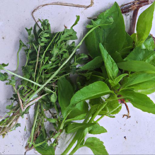 Jak wybrać odpowiednie zioła jednoroczne