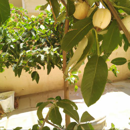 Jak uprawiać 3 najzdrowsze owoce świata w ogrodzie