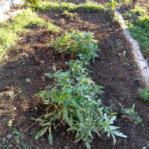 Jak zapobiegać wzrostowi chwastów w ogrodzie