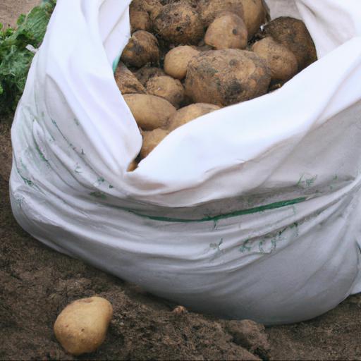 Jak dbać o ziemniaki uprawiane w worku
