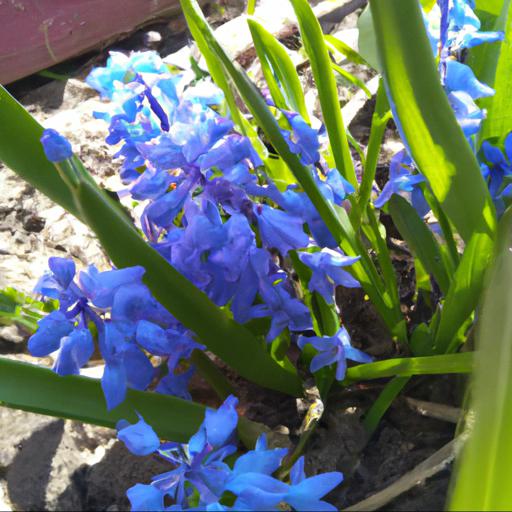 Jakie są zalety uprawy niebieskich kwiatów wiosennych