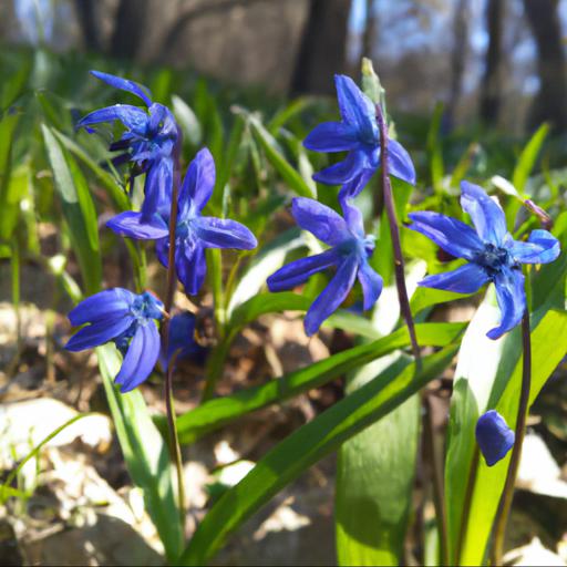 Jakie są najlepsze miejsca do uprawy niebieskich kwiatów wiosennych