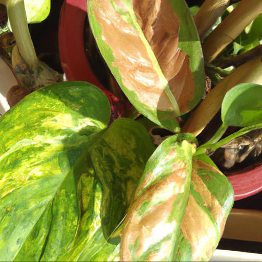 Jakie są najlepsze rośliny cieniolubne do uprawy na balkonie