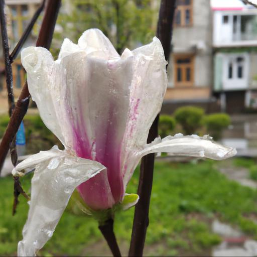 Jakie są najlepsze odmiany magnolii, które nie gubią liści