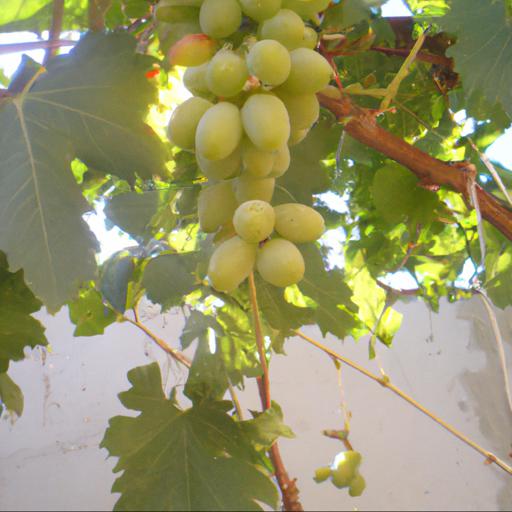 Jakie są najlepsze sposoby na poprawę owocowania winorośli