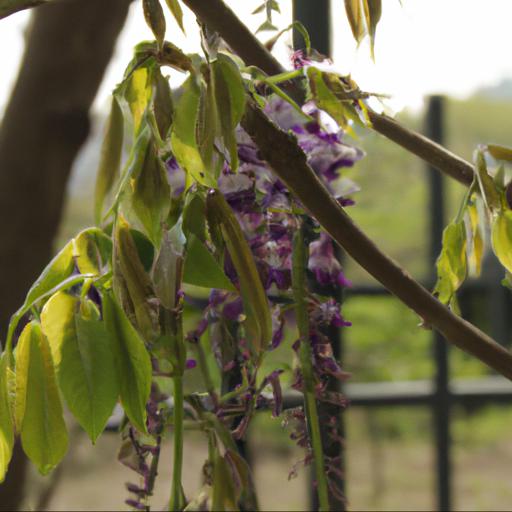 Jakie są najczęstsze przyczyny braku kwitnienia glicynii i wisterii