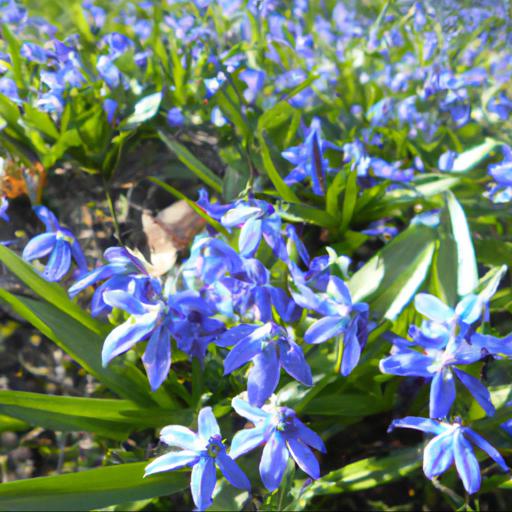 Jakie są najpopularniejsze niebieskie kwiaty wiosenne