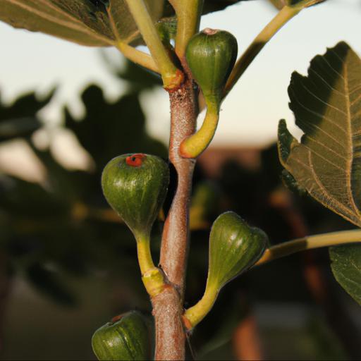 Jakie są wymagania dotyczące uprawy fig w polsce