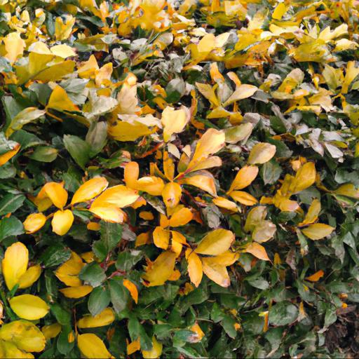 Co to są żółte liście bukszpanu